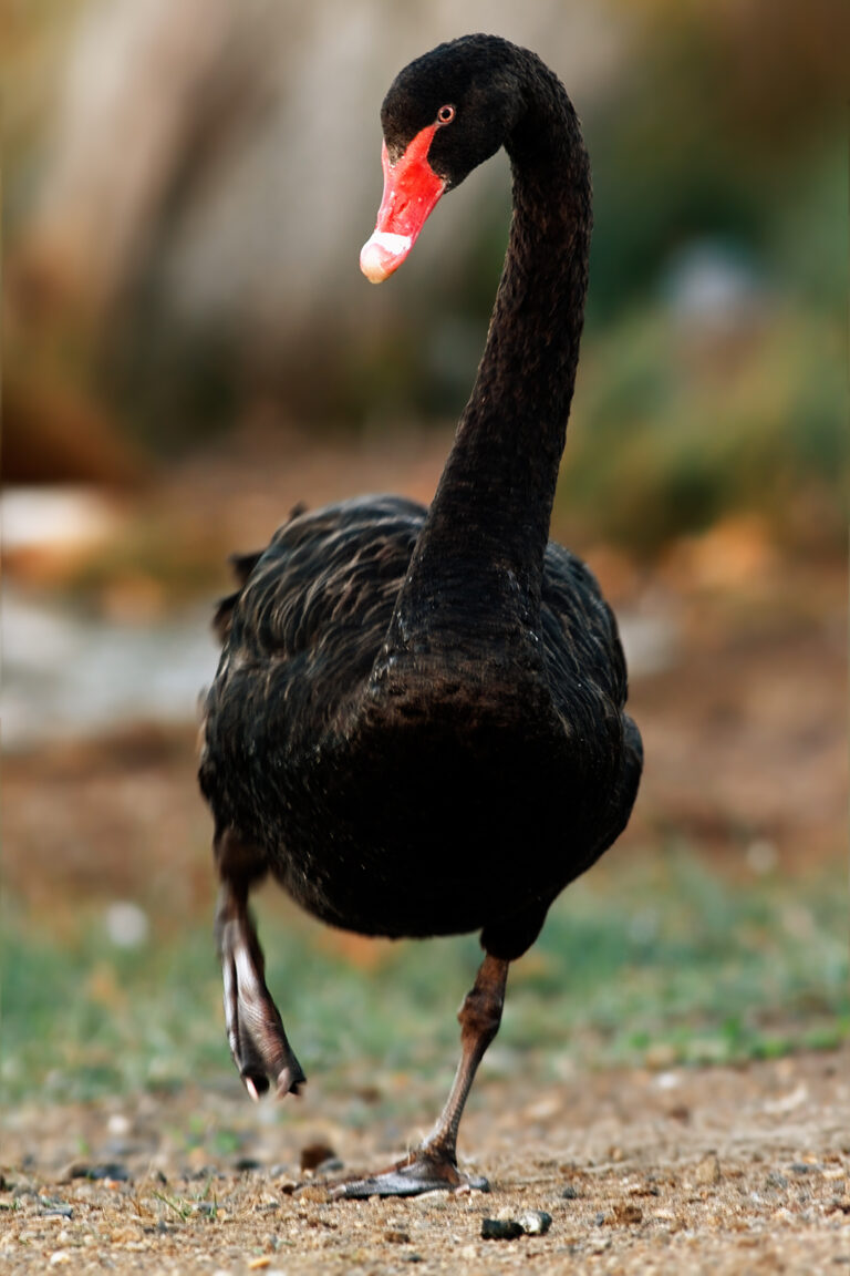Cisne Negro: Su Característica e Importancia Cultural