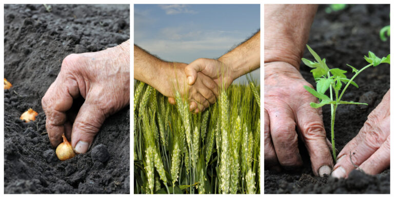 Descubra los Beneficios de la Agricultura Regenerativa para su Salud y el Medio Ambiente