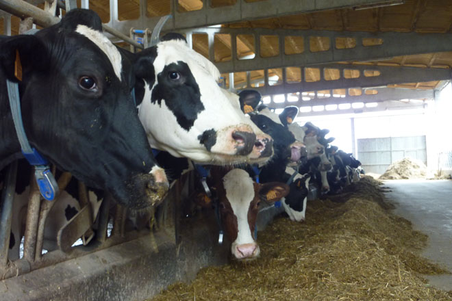Descubre cómo obtener Ganancias Estables de la Leche de Vaca: ¡Una Inversión Segura!