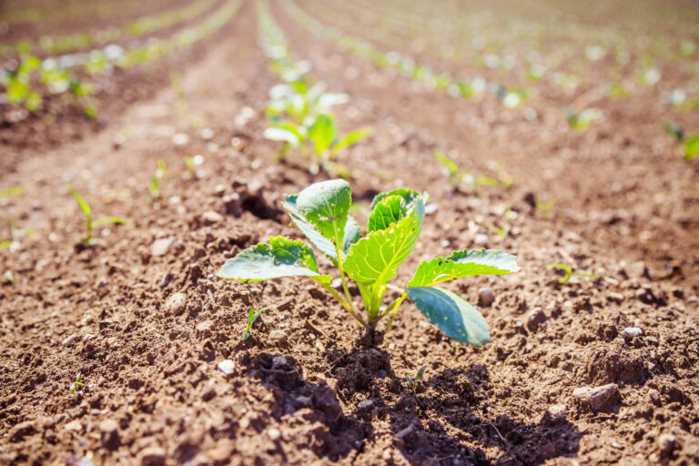 Descubre la Agricultura Biodinámica: Una Forma Natural de Cultivar la Tierra