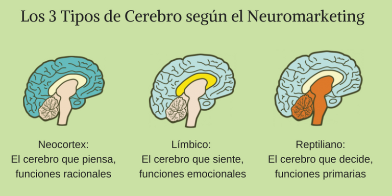 ¿Qué es el Neuromarketing? Descubre la Ciencia de Estudiar el Cerebro de los Clientes